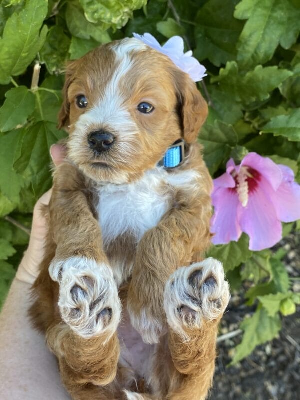 Ember - Teacup Goldendoodle Girl - Image 20