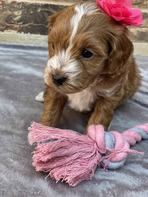 Ember - Teacup Goldendoodle Girl - Image 17