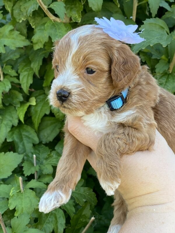 Ember - Teacup Goldendoodle Girl - Image 19