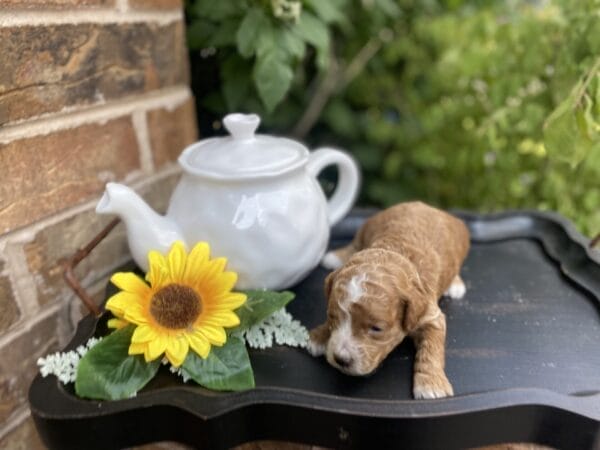 Smolder - Teacup Goldendoodle Boy - Image 11