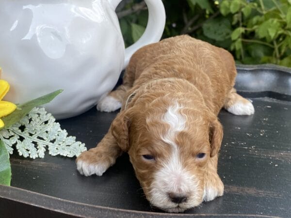 Smolder - Teacup Goldendoodle Boy - Image 10