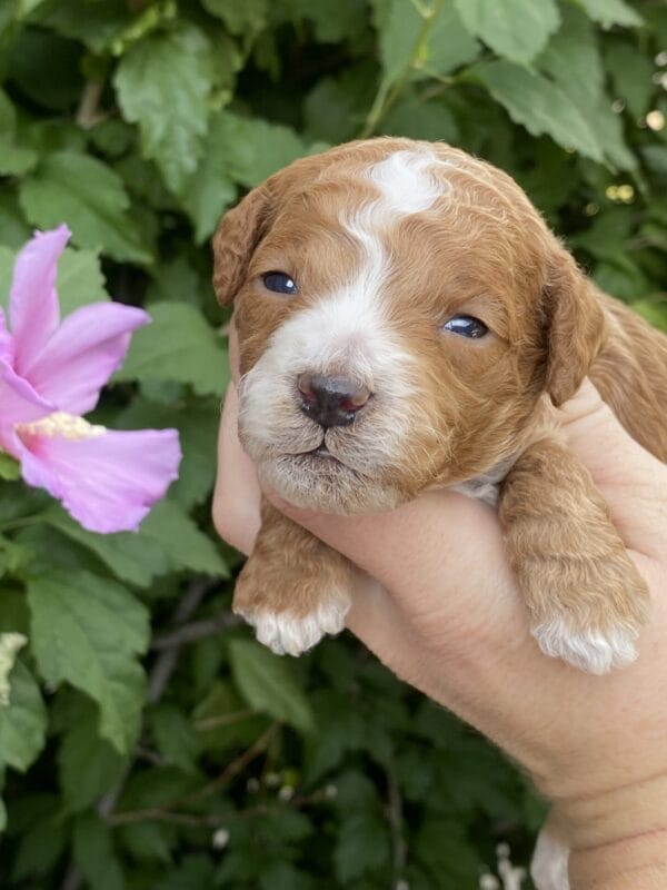 Smolder - Teacup Goldendoodle Boy - Image 9