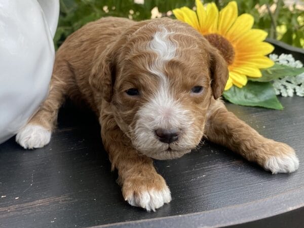 Smolder - Teacup Goldendoodle Boy - Image 7