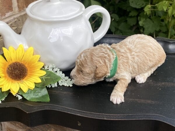 Torch - Teacup Goldendoodle Boy - Image 10