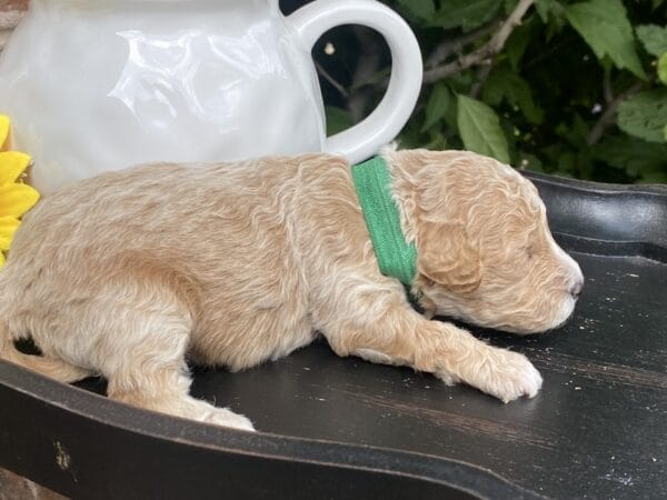 Torch - Teacup Goldendoodle Boy - Image 7