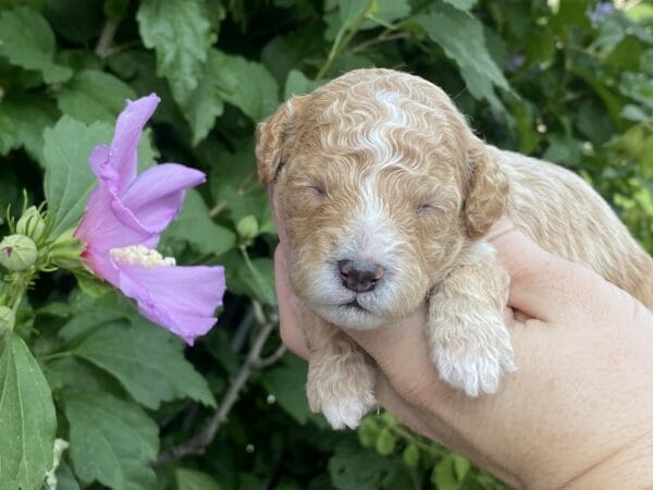 Torch - Teacup Goldendoodle Boy - Image 9