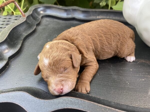 Bart - Micro Goldendoodle Boy - Image 2