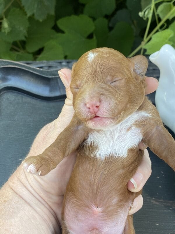 Bart - Micro Goldendoodle Boy - Image 3