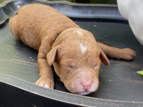 Bart - Micro Goldendoodle Boy - Image 4