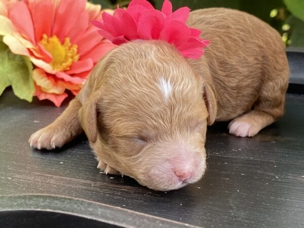 Lisa - Micro Goldendoodle Girl - Image 3