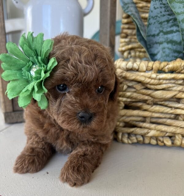 Wilma - Teacup Goldendoodle Girl - Image 3