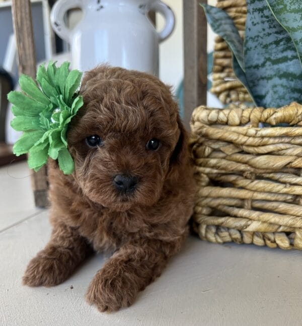 Wilma - Teacup Goldendoodle Girl - Image 2