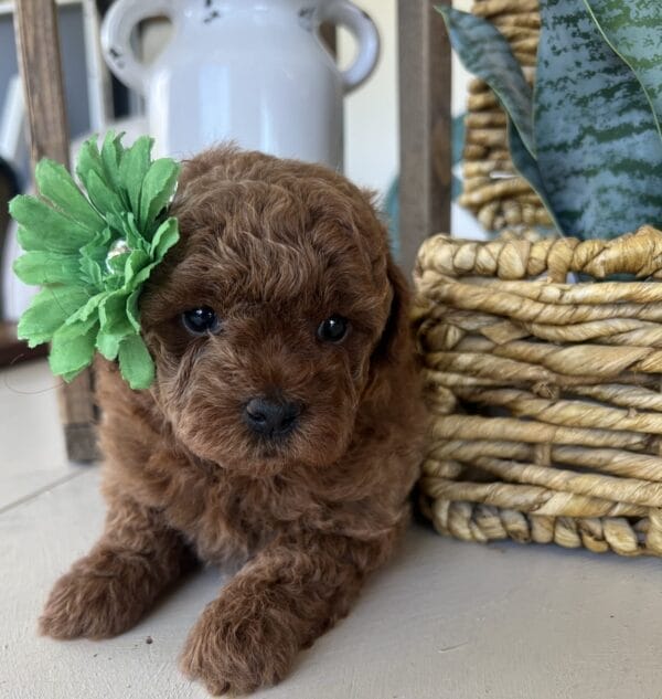 Wilma - Teacup Goldendoodle Girl - Image 4