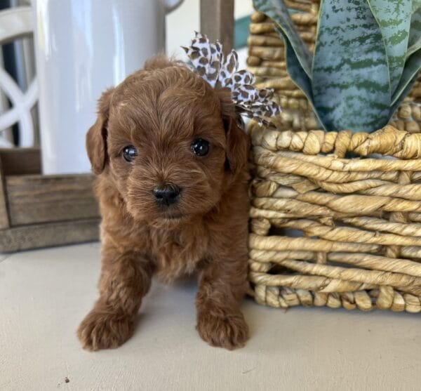 Betty - Teacup Goldendoodle Girl