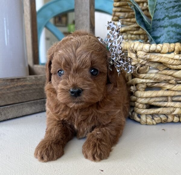 Betty - Teacup Goldendoodle Girl - Image 4