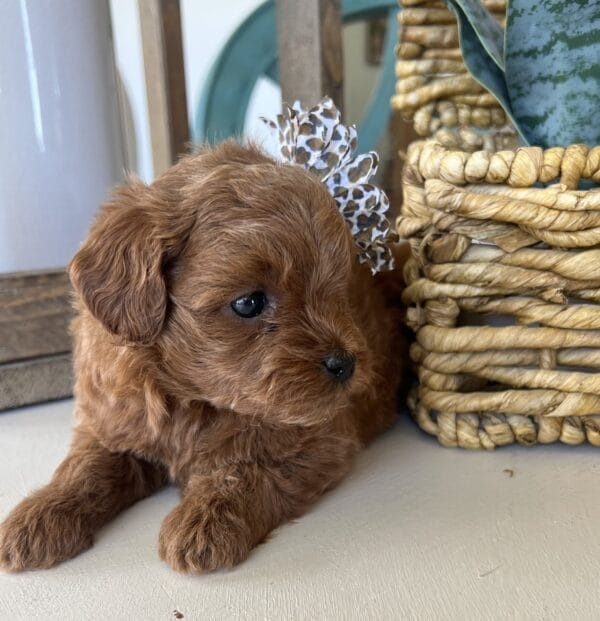 Betty - Teacup Goldendoodle Girl - Image 2