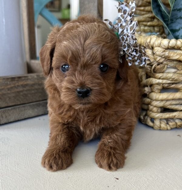 Betty - Teacup Goldendoodle Girl - Image 8