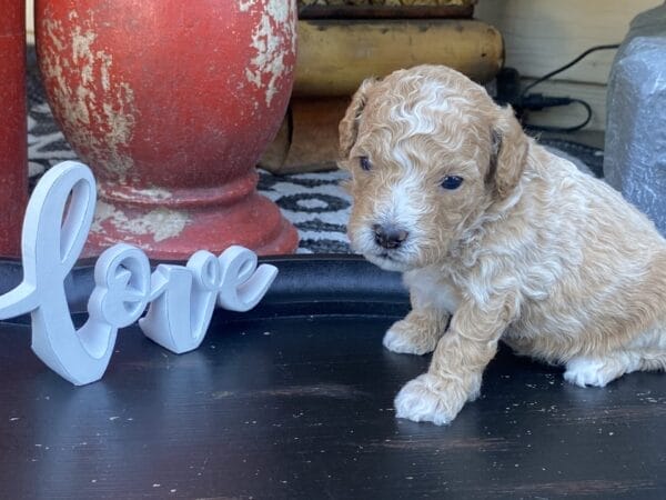 Torch - Teacup Goldendoodle Boy - Image 13