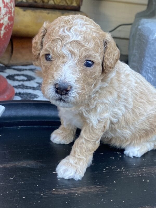 Torch - Teacup Goldendoodle Boy - Image 14