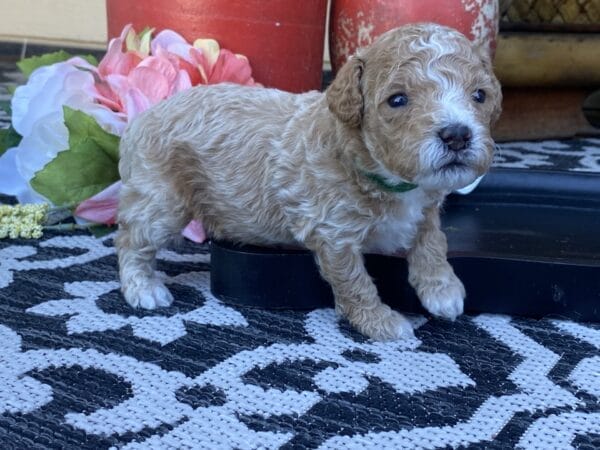 Torch - Teacup Goldendoodle Boy - Image 12