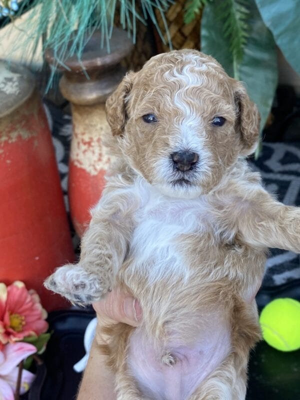 Torch - Teacup Goldendoodle Boy - Image 15