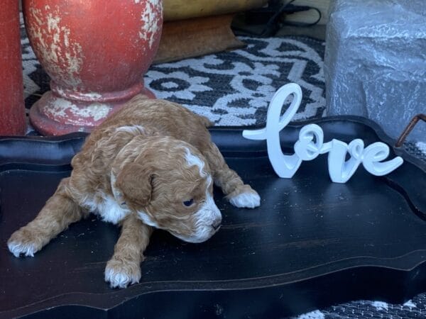 Smolder - Teacup Goldendoodle Boy - Image 16