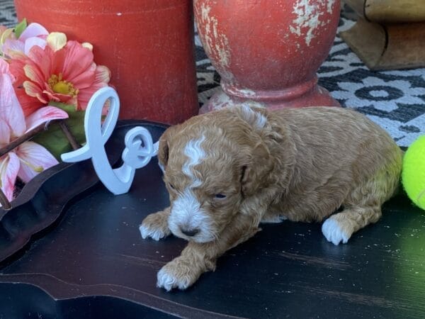 Smolder - Teacup Goldendoodle Boy - Image 13