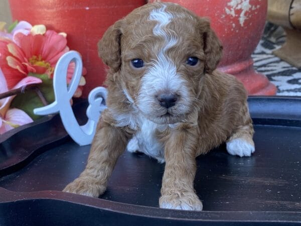 Smolder - Teacup Goldendoodle Boy - Image 14