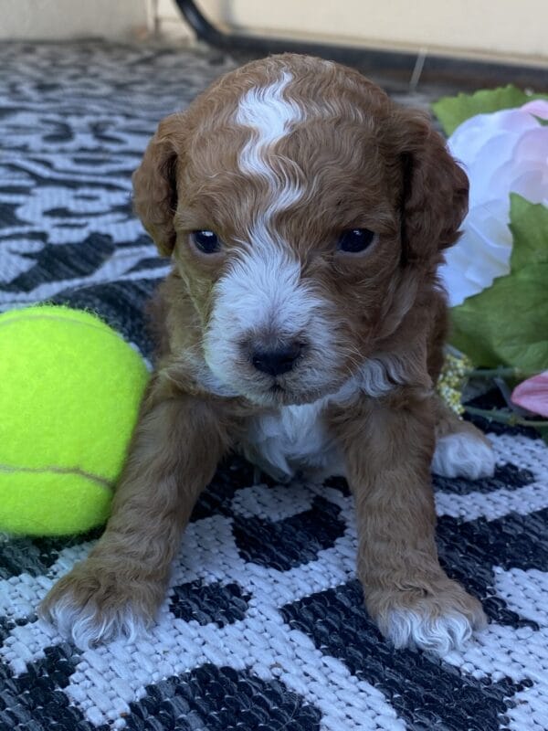 Smolder - Teacup Goldendoodle Boy - Image 15