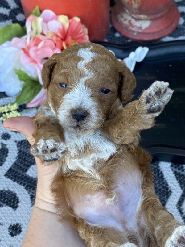 Smolder - Teacup Goldendoodle Boy - Image 12