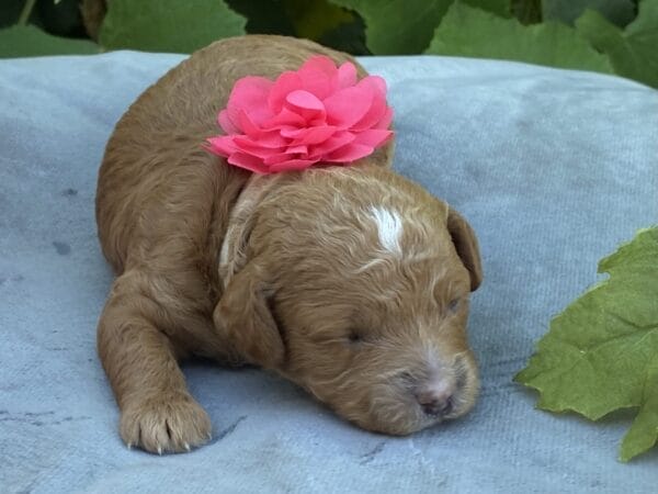 Lisa - Micro Goldendoodle Girl - Image 8