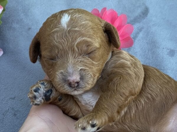 Lisa - Micro Goldendoodle Girl - Image 9