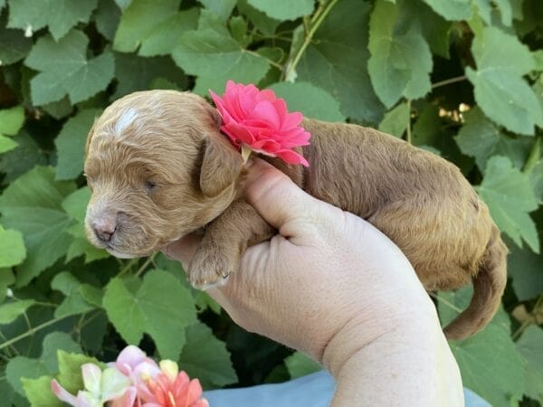 Lisa - Micro Goldendoodle Girl - Image 10