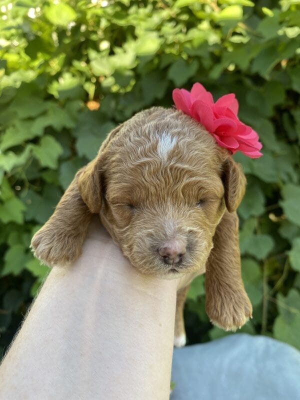 Lisa - Micro Goldendoodle Girl - Image 11