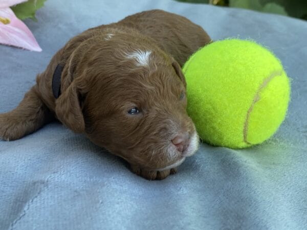 Bart - Micro Goldendoodle Boy - Image 12