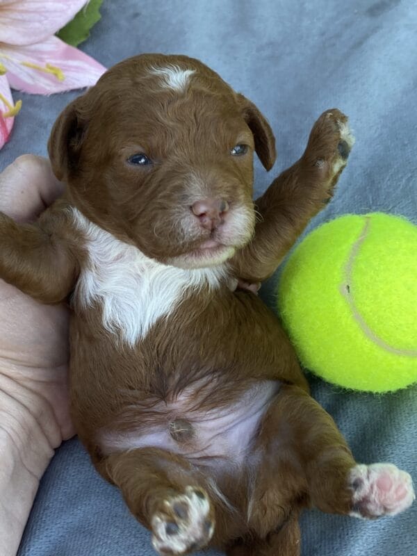 Bart - Micro Goldendoodle Boy - Image 10