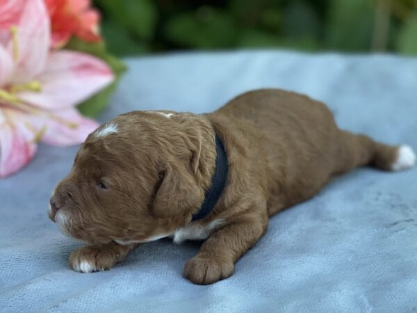 Bart - Micro Goldendoodle Boy - Image 11