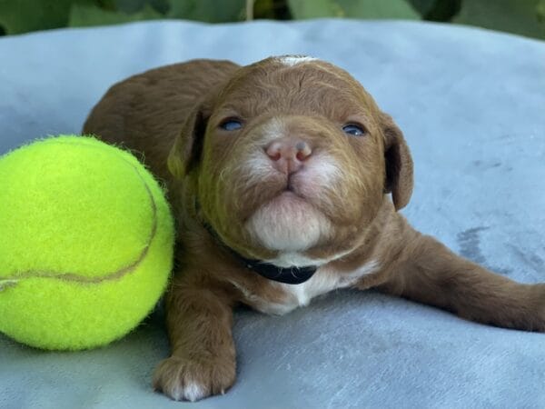 Bart - Micro Goldendoodle Boy - Image 7