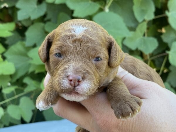 Bart - Micro Goldendoodle Boy - Image 9