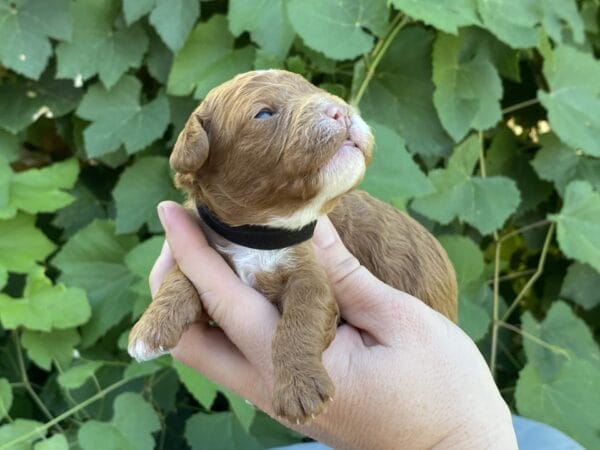 Bart - Micro Goldendoodle Boy - Image 8