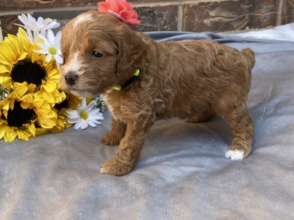 Kindle - Teacup Goldendoodle Girl - Image 22