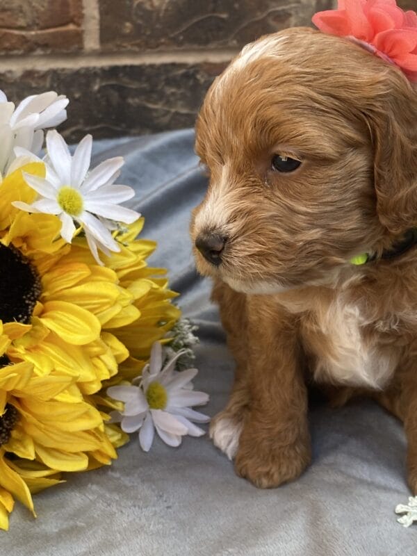 Kindle - Teacup Goldendoodle Girl - Image 19