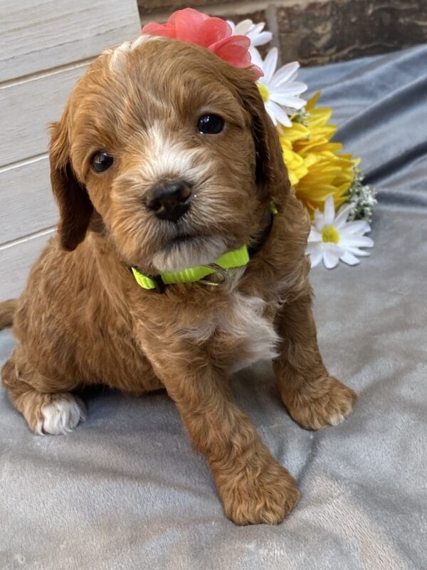 Kindle - Teacup Goldendoodle Girl - Image 18