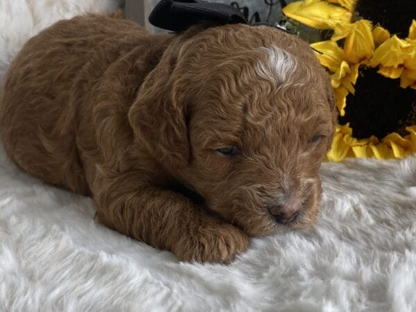 Lisa - Micro Goldendoodle Girl - Image 15
