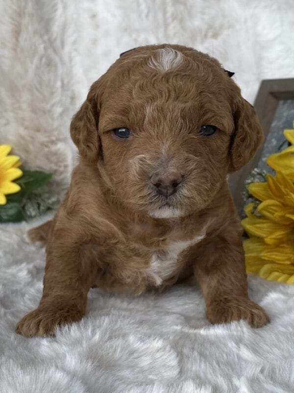 Lisa - Micro Goldendoodle Girl - Image 14