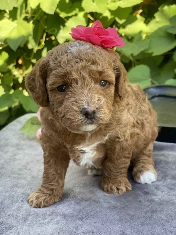 Lisa - Micro Goldendoodle Girl - Image 22