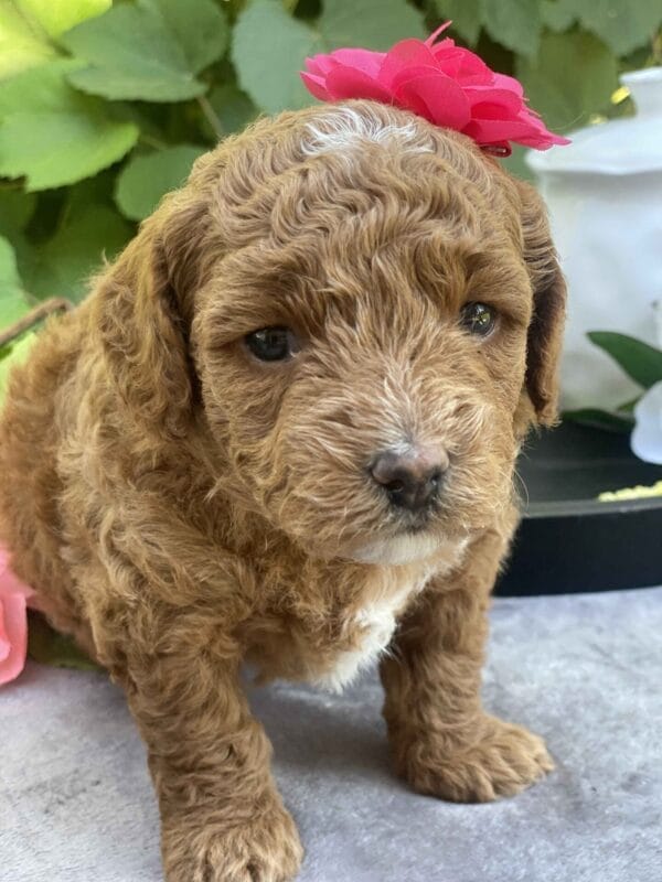 Lisa - Micro Goldendoodle Girl - Image 18