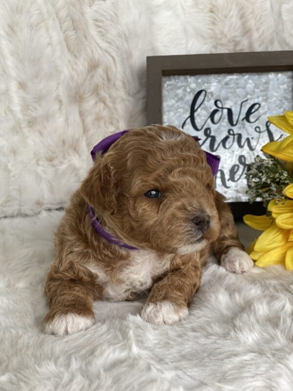 Maggie - Micro Goldendoodle Girl - Image 17