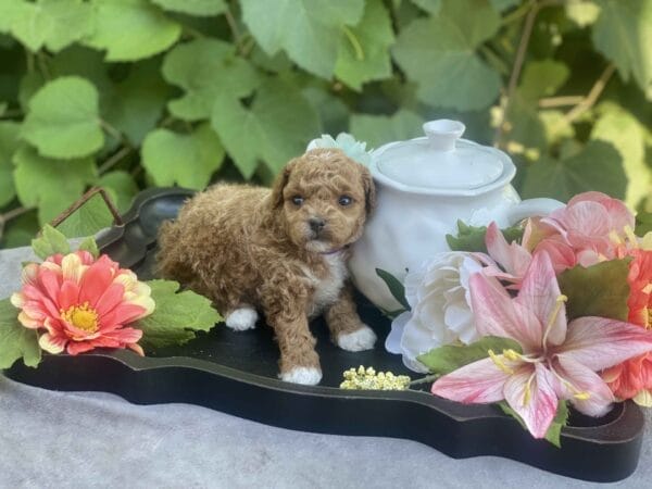 Maggie - Micro Goldendoodle Girl - Image 22