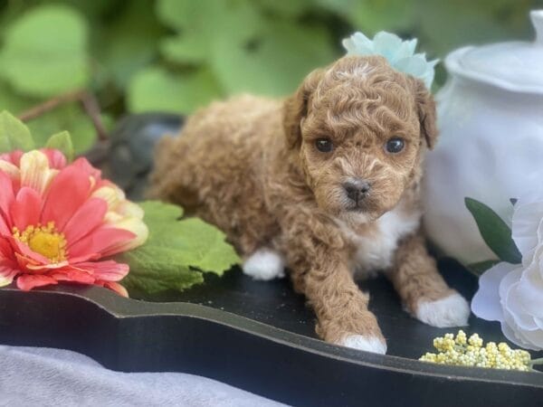 Maggie - Micro Goldendoodle Girl - Image 23